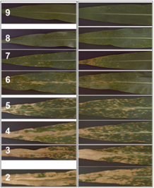 Disease Scoring Image